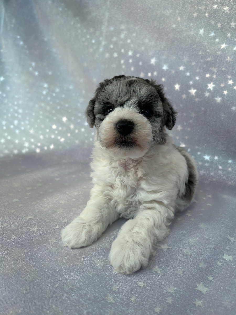 Male Merle Miniature Schnoodle Puppy for Sale DOB 11-5-2024 $950